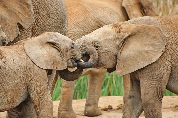 Addo Elephant National Park - a true delight!